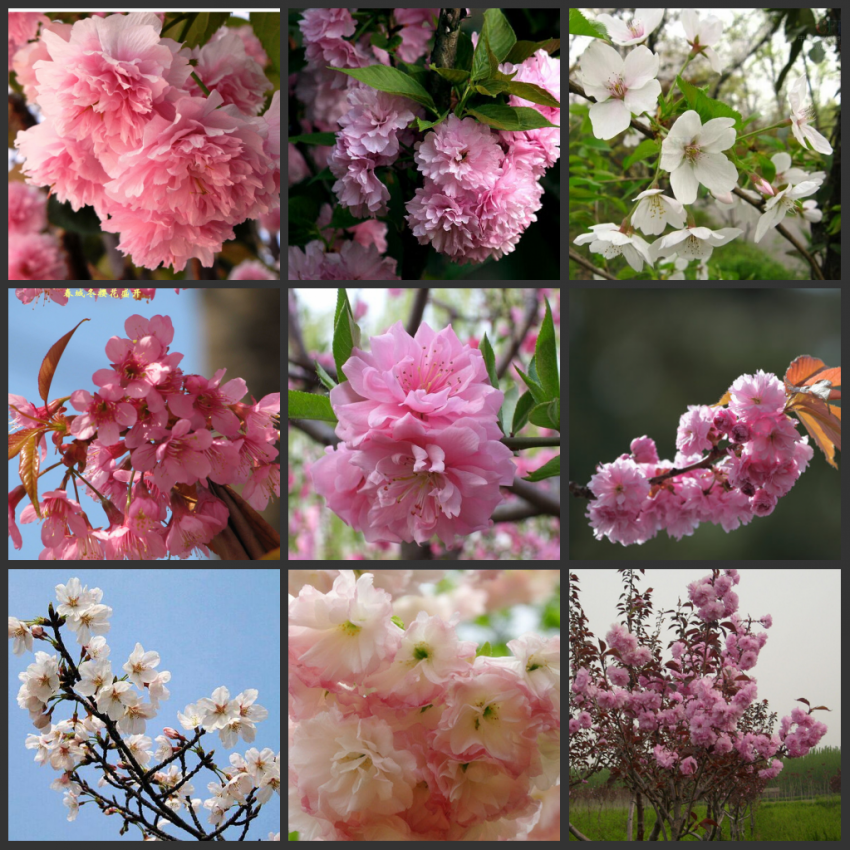 绿化苗木樱花小苗樱花树苗