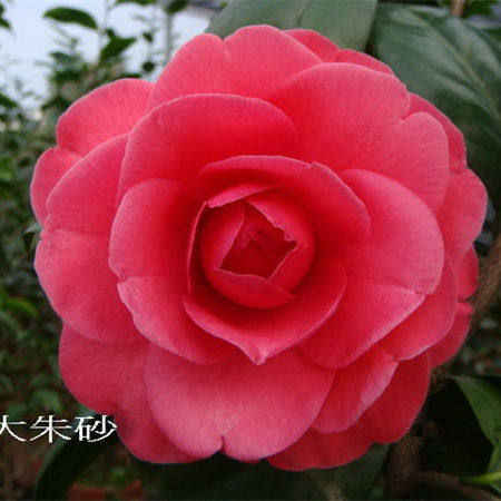 大朱砂茶花苗 盆栽花卉 金华茶花 精品茶花苗 多年带花苞茶花苗