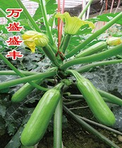 寿光越冬早春温室栽培西葫芦种子