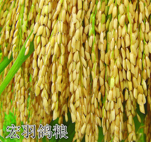 稻谷鸽饲料/优质稻谷/鸽粮/玉米鸽粮/鸽专用稻谷/信鸽饲料/1斤