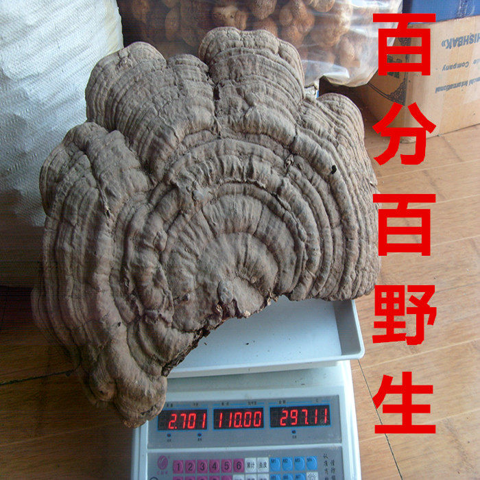 正宗 长白山 野生 平盖灵芝 树舌灵芝 青芝 500克包邮