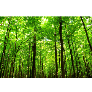 自然风景画森林公园树木海报绿色壁画宿舍房间贴画书房装饰画定做