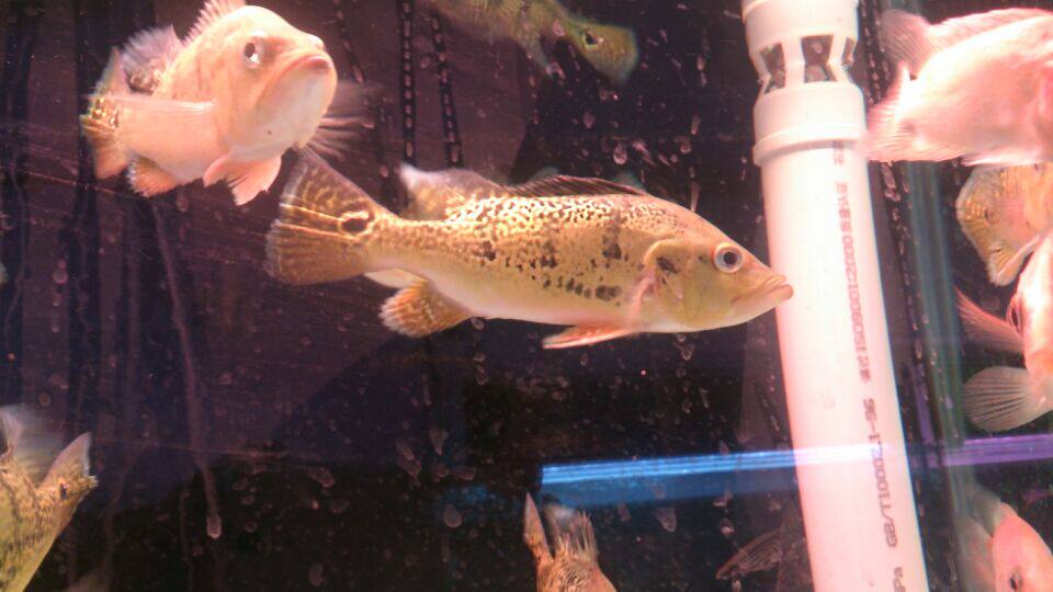 巴西亚 帝王三间 野生黄金巴西亚 观赏热带鱼活体批发【批发】