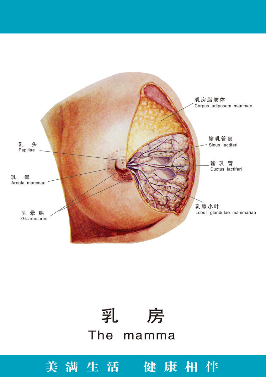 729海报印制展板写真喷绘贴纸254医院人体器官乳房挂图