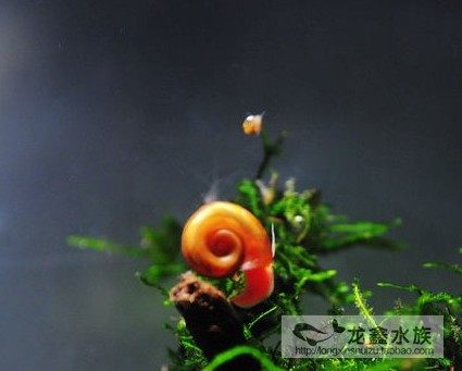 活体苹果螺除藻螺苹果螺不吃水草