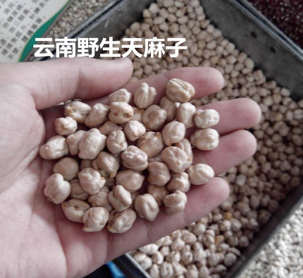 云南野生天麻子 天麻豆天麻籽 长寿豆 250克 5份包邮