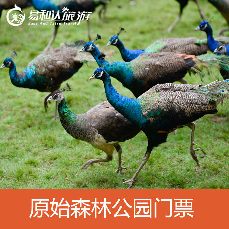 [西双版纳原始森林公园-大门票]观孔雀放飞 电子票  扫码入园