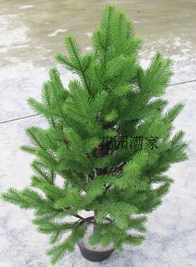 仿真热带植物假树塔形岷江冷杉云杉杉木树景观松针松树工程直销