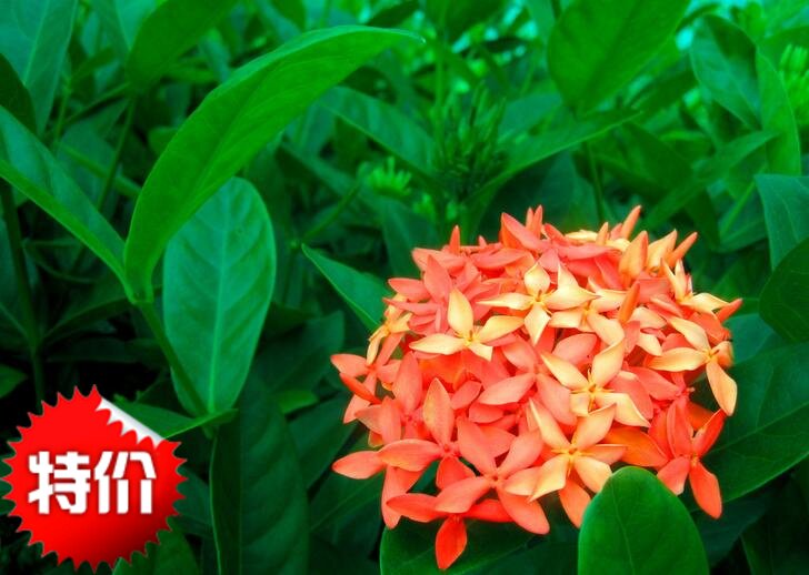 自产龙船花苗 大叶龙船花 台湾品种 高约15-20厘米黄 粉 红3色