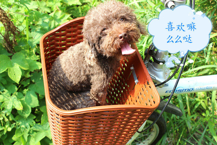 Panier pour vélo en plastique - Ref 2266571 Image 1