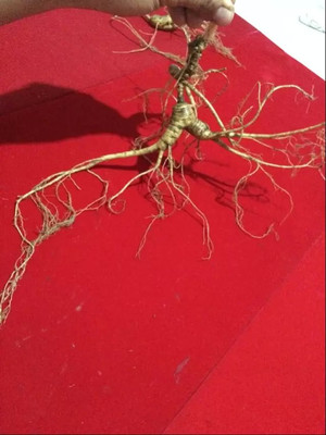 孙老大林下参野山参人参长白山