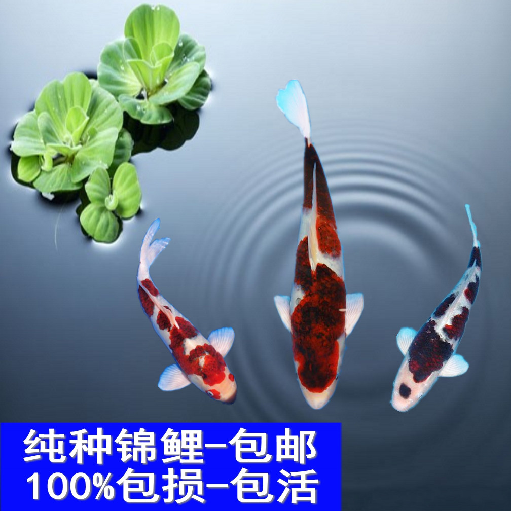 纯种日本锦鲤活体冷水鱼
