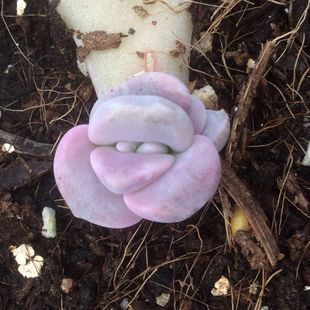 多肉植物「紫乐」贵货正版 叶插苗 小苗 实生播种苗