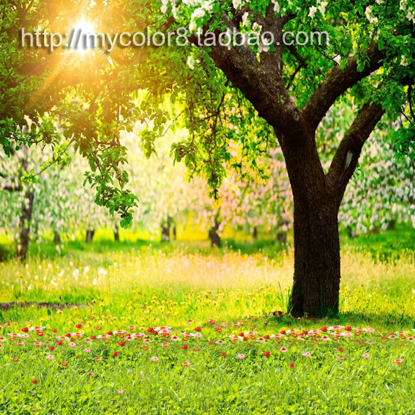 mycolor8 ps 婚纱 影楼摄影背景 风景  素材图片14-574