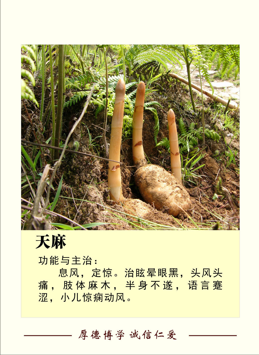 760海报印制展板写真喷绘162天麻简介绍图片贴纸