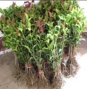 批发庭院绿化桂花树苗