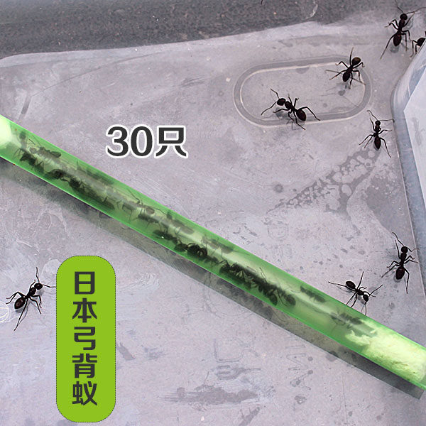 有趣生物  日本弓背 蚂蚁家园专用 活泼可爱 1份30只在类目 宠物/宠物食品及用品, 爬虫/鸣虫及其用品, 蚂蚁中 - 来自Buy2taobao.com提供专业的淘宝代购服务