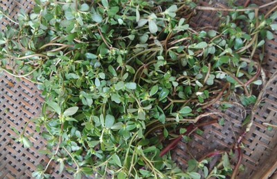 马齿苋/地菜500g干品野生中草药