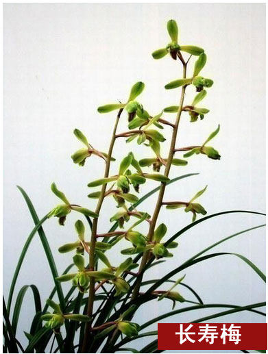 清仓价兰花 蕙兰精品长寿梅特价催销