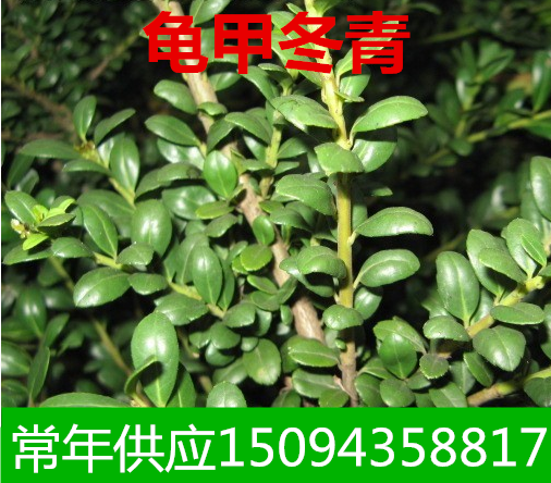 庭院植物龟甲冬青树苗豆瓣冬青树苗冬青苗常青绿篱专用苗木造型苗