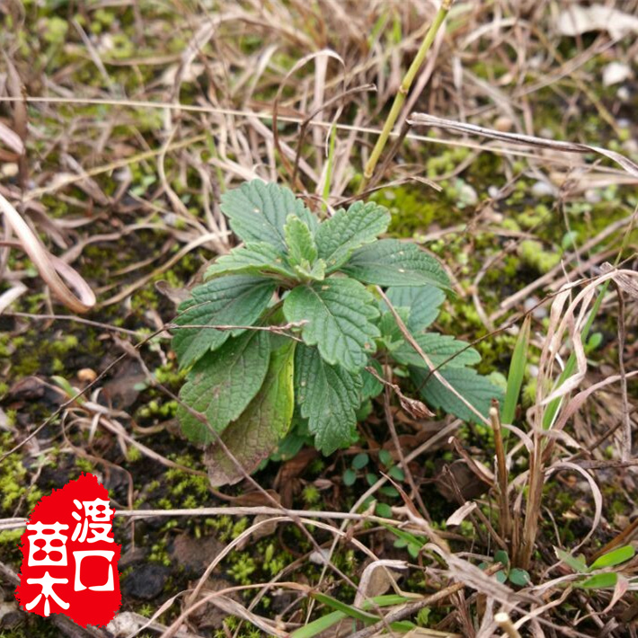 兰香草苗 野薄荷山薄荷 宝塔花蓝花草 芳香植物 中草药苗盆栽地栽