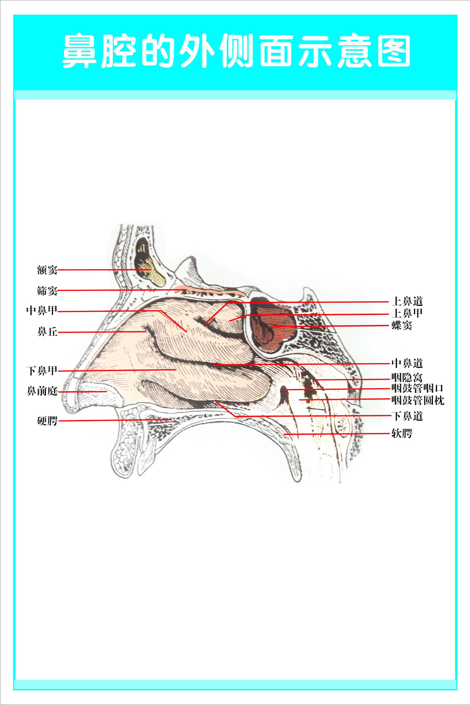 753海报印制展板写真喷绘219眼耳鼻喉科解剖图鼻腔的外侧面示意图