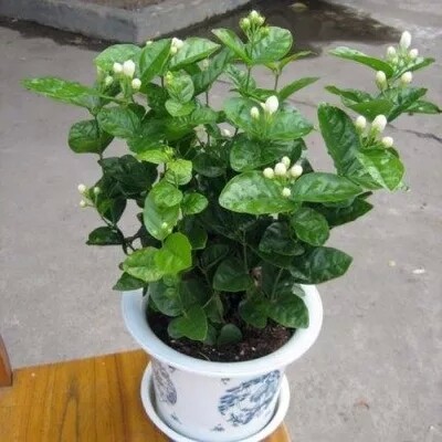 茉莉茉莉花茉莉花盆栽双瓣重瓣茉莉花苗茉莉花盆栽地栽观赏茉莉苗