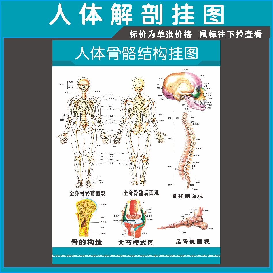 人体骨骼结构挂图示意图医学宣传挂图人体器官医院布置海报墙贴88