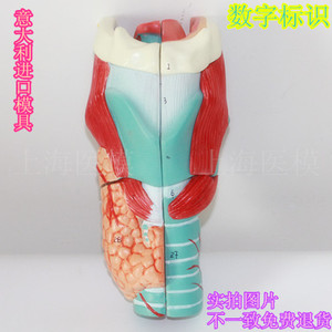 医用  喉头解剖放大模型咽喉模型甲状腺模型喉软骨声乐消化呼吸科
