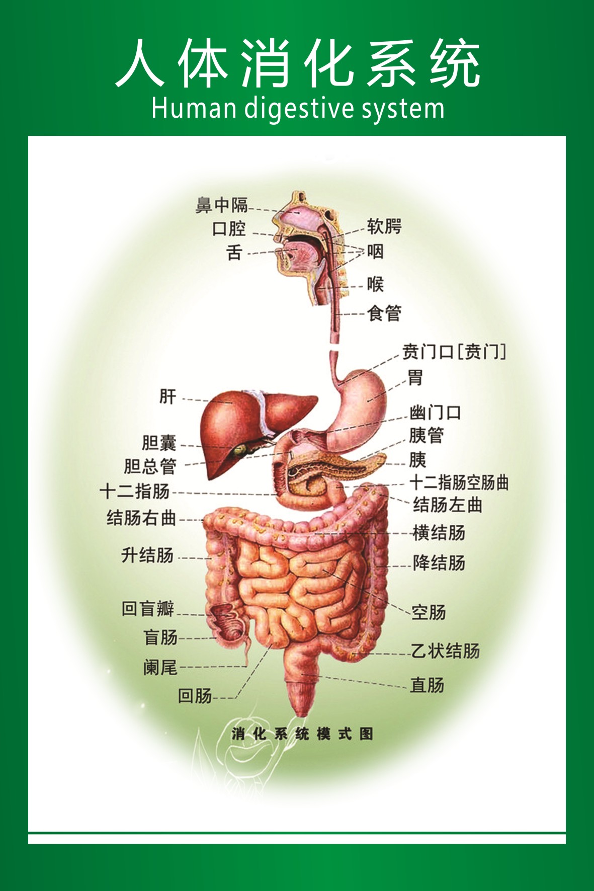 748海报印制展板写真喷绘216医院健康知识宣传之人体消化系统