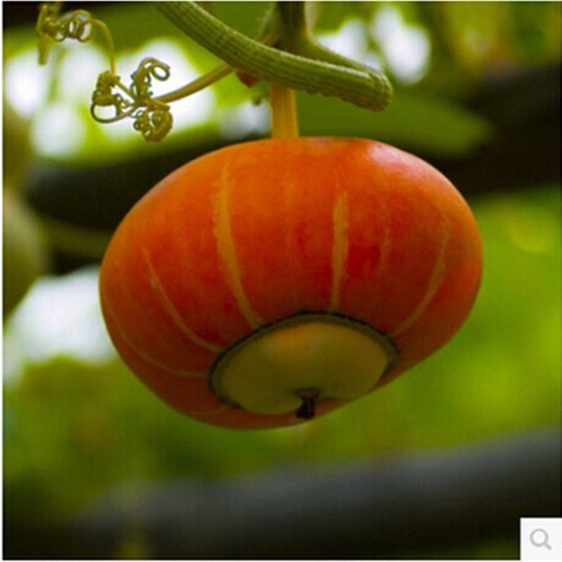 观赏玩具南瓜种子 观赏葫芦种子 天鹅鹤首葫芦 庭院走廊阳台四季