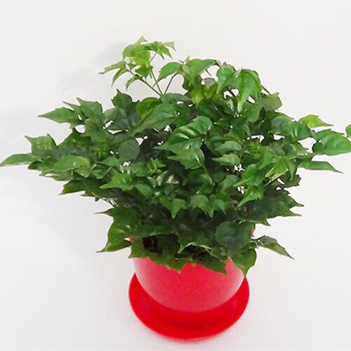 幸福树盆栽 土培绿植 四季常绿 植物 喜阳 需要阳光