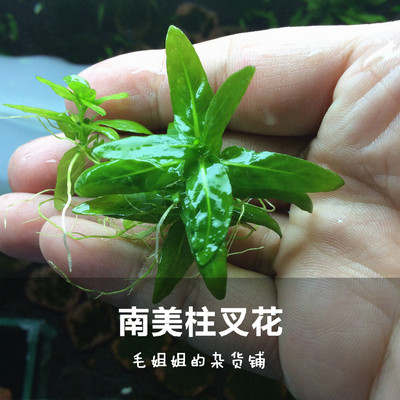 活体水草草缸前景草好饲养