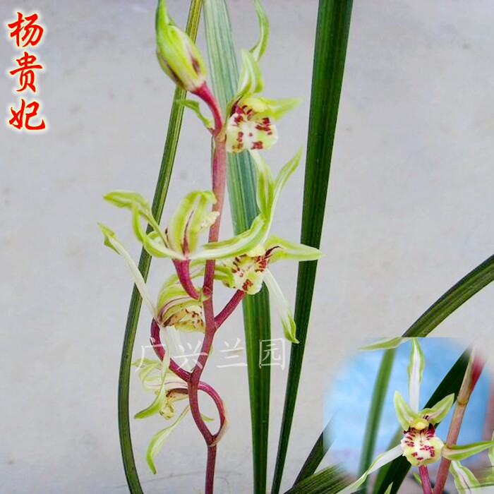 寒兰精品兰花苗 浓香中透色花  杨贵妃 花艺双全花卉植物盆栽客厅