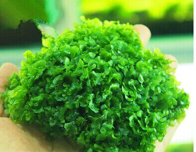 moss100%自产散一份水草