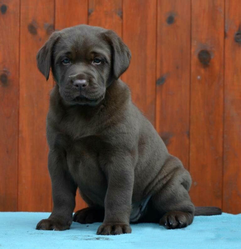拉布拉多活体幼犬纯种宠物狗狗咖啡色犬舍直销外地发货支持支付宝