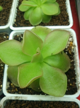 食虫植物-weser捕虫堇 食虫草捕蝇草吃虫植物茅膏菜捕虫堇