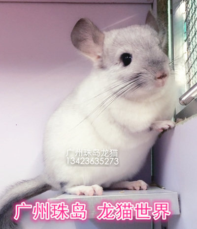 a级龙猫宝宝紫斑dd银斑现售挑选