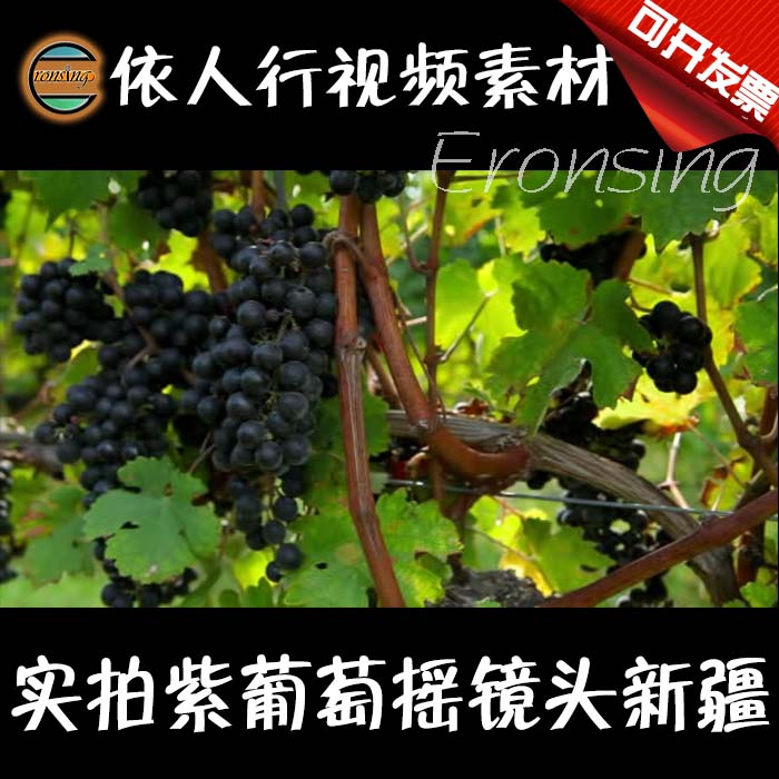 依人行LED素材VJ大屏幕舞台视频背景素材 视频葡萄摇镜头新疆