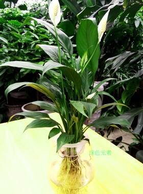 成都绿植销售水培白掌除味特价