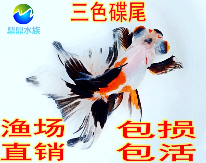 观赏金鱼活体稀有品种红白黑三色蝶尾珍稀品种熊猫碟尾冷水鱼包活