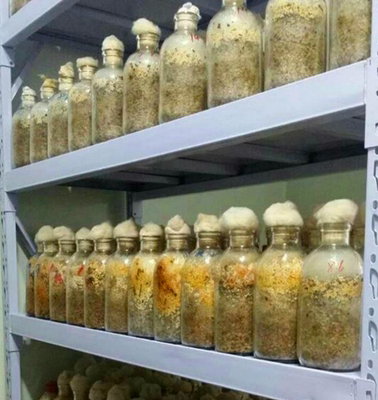 750ml组培菌苗虫草蘑菇玻璃瓶