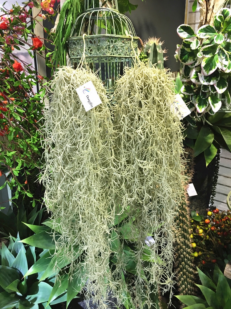 仿真空气凤梨老人须松萝铁兰垂吊造景绿植壁挂吊兰植物墙配草藤草