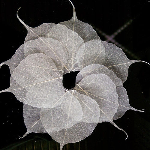 促销特价原叶去肉叶脉菩提 叶脉书签 玉兰叶树叶标本 菩提叶标本