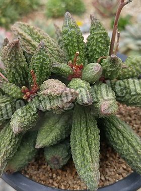 苦瓜水泡多肉 叶片 苦瓜多肉水泡 苦瓜多肉植物 一物一拍