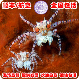拳击蟹 花纹细鳌蟹拳师蟹海水鱼活体螃蟹爬宠快递发货小丑鱼珊瑚