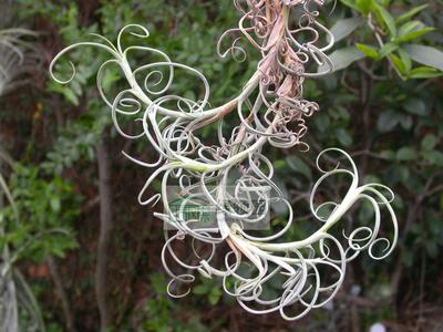 空气凤梨绿领园无土香花植物栽培