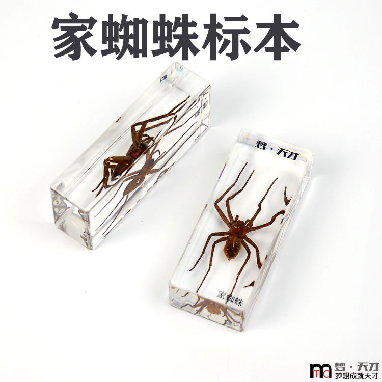 真实昆虫制作益虫幼小儿童学生认知教学均可家蜘蛛树脂包埋标本