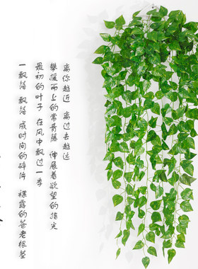 仿真绿萝假花藤爬山虎绿叶藤蔓吊兰挂壁花艺藤条装饰花仿真花假花