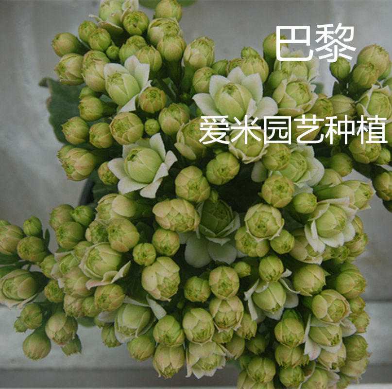 爱米园艺长寿花盆栽进口绿植室内花卉大花重瓣巴黎带花苞绿巴黎